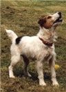 Les Jack Russell Terrier de l'affixe of Puppydogs Tails