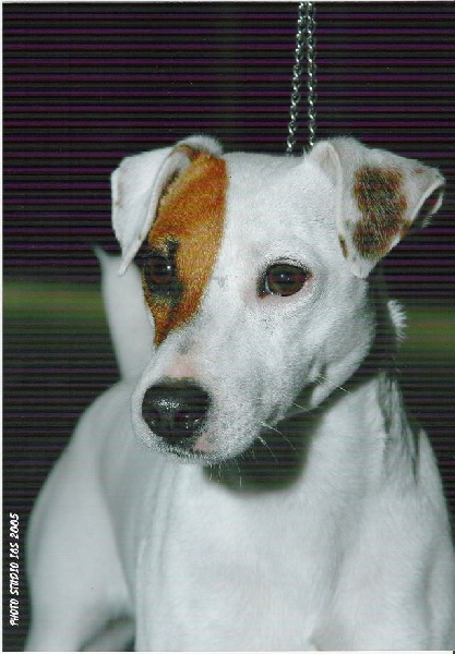 Les Parson Russell Terrier de l'affixe of Puppydogs Tails