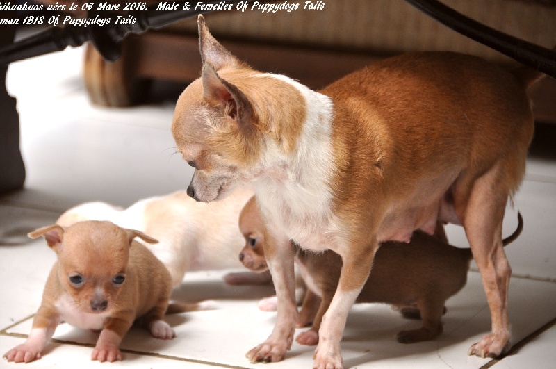 Les Chihuahua de l'affixe of Puppydogs Tails