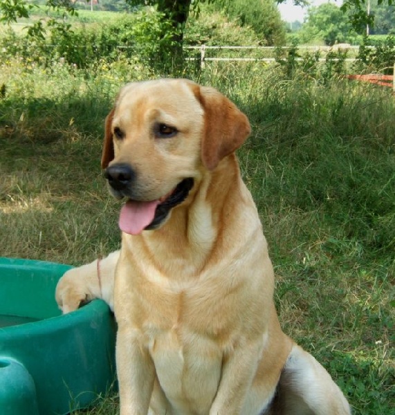 TR. Tuby of Puppydogs Tails