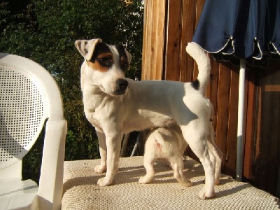 of Puppydogs Tails - Nouvelle Portee Jack Russells Chez Puppydogs Tails