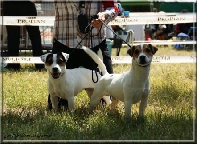 of Puppydogs Tails - Meilleur de Race Cléo of Puppydogs Tails