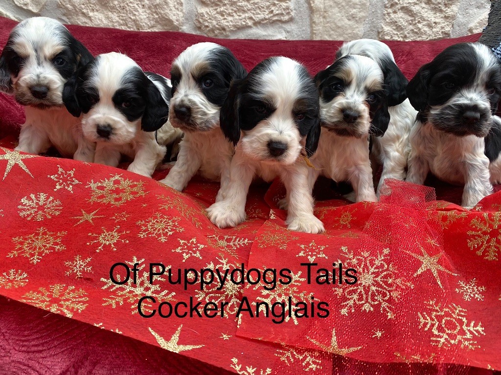 of Puppydogs Tails - Naissance 7 chiots Cockers Anglais 