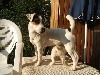  - Nouvelle Portee Jack Russells Chez Puppydogs Tails