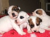  - Naissances chez Puppydogs Tails Jack et Parson Russell Terriers