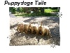  - Chiots  Labradors Sables & Chocolats chez Puppydogs Tails