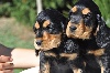  - Nos Chiots Cocker Anglaises