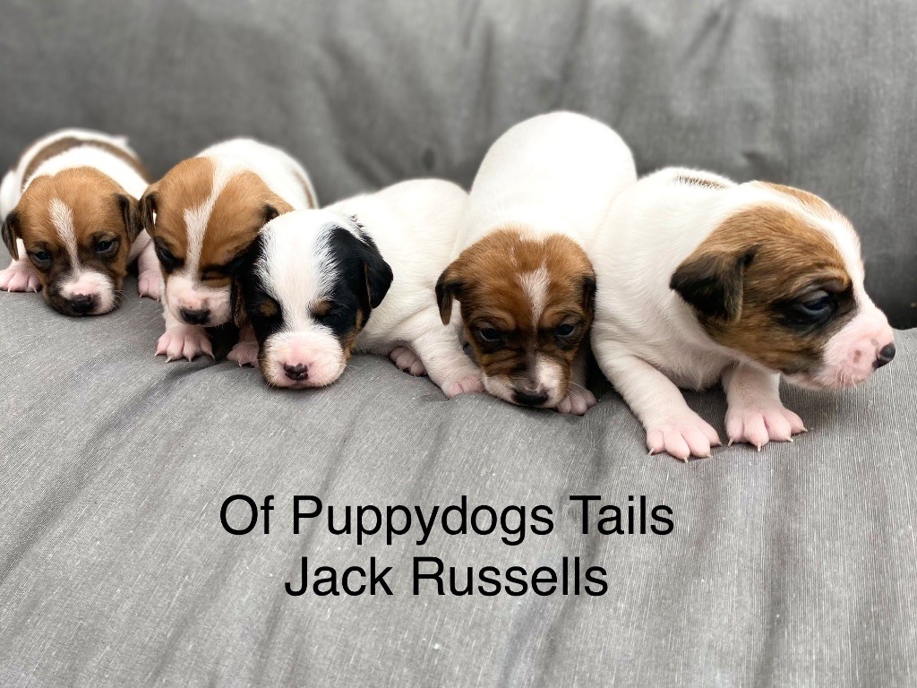of Puppydogs Tails - Nouvelle naissance Jack Russell 18 Novembre 2022