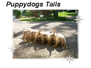of Puppydogs Tails - Chiots  Labradors Sables & Chocolats chez Puppydogs Tails