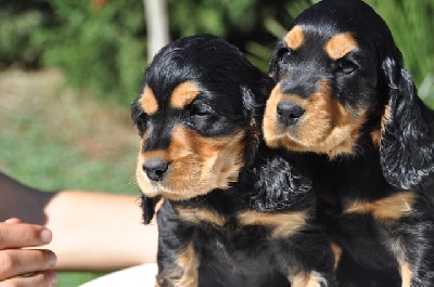 of Puppydogs Tails - Nos Chiots Cocker Anglaises