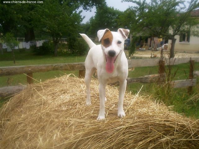 CH. U k of Puppydogs Tails