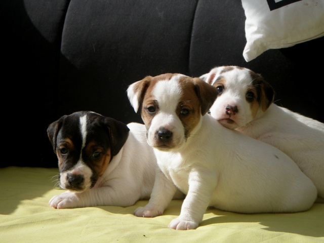 of Puppydogs Tails - Jack Russell Terrier - Portée née le 10/04/2009