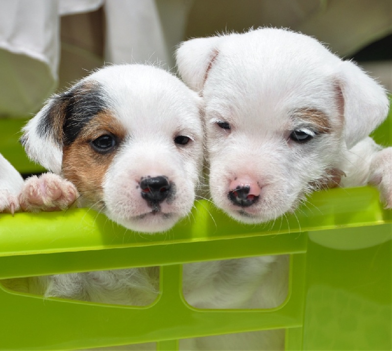 of Puppydogs Tails - Chiot disponible  - Parson Russell Terrier