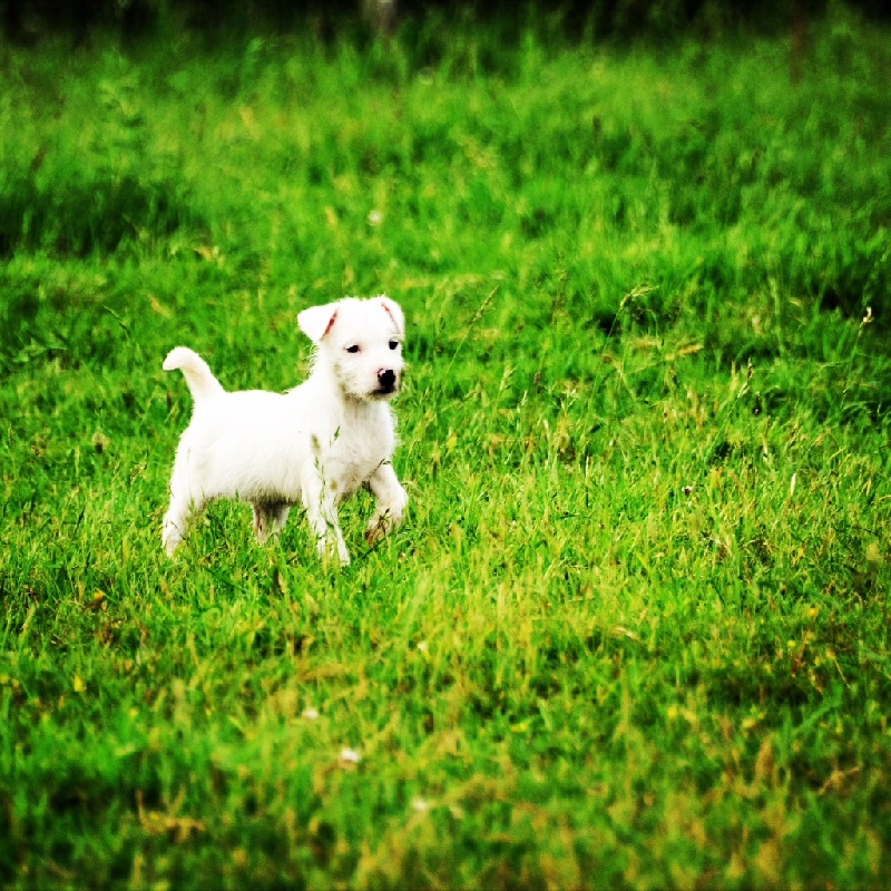 of Puppydogs Tails - Chiot disponible  - Parson Russell Terrier