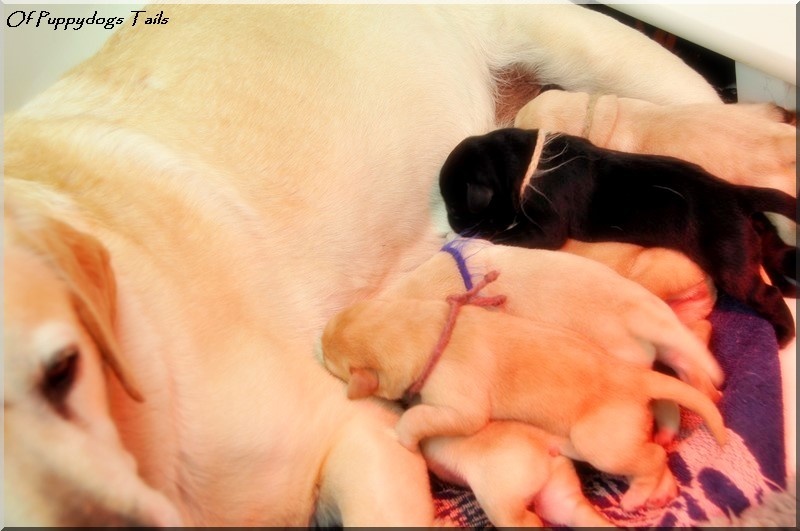 of Puppydogs Tails - Labrador Retriever - Portée née le 11/01/2011