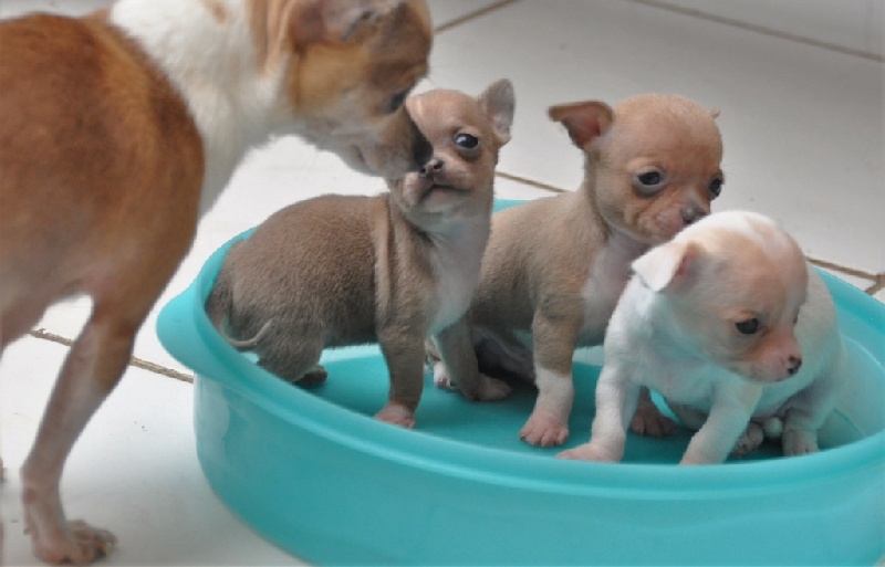 chiot Chihuahua of Puppydogs Tails