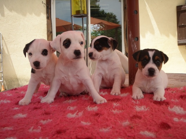 of Puppydogs Tails - Jack Russell Terrier - Portée née le 17/05/2009