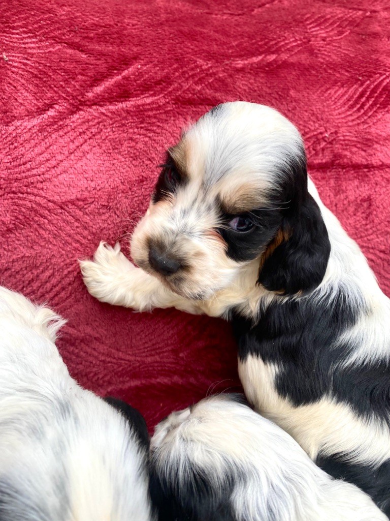 of Puppydogs Tails - Chiot disponible  - Cocker Spaniel Anglais