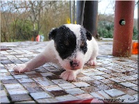 of Puppydogs Tails - Jack Russell Terrier - Portée née le 06/03/2010