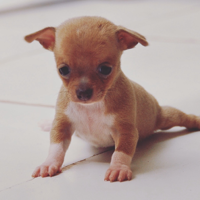 of Puppydogs Tails - Chiot disponible  - Chihuahua