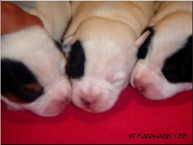 of Puppydogs Tails - Jack Russell Terrier - Portée née le 22/03/2010