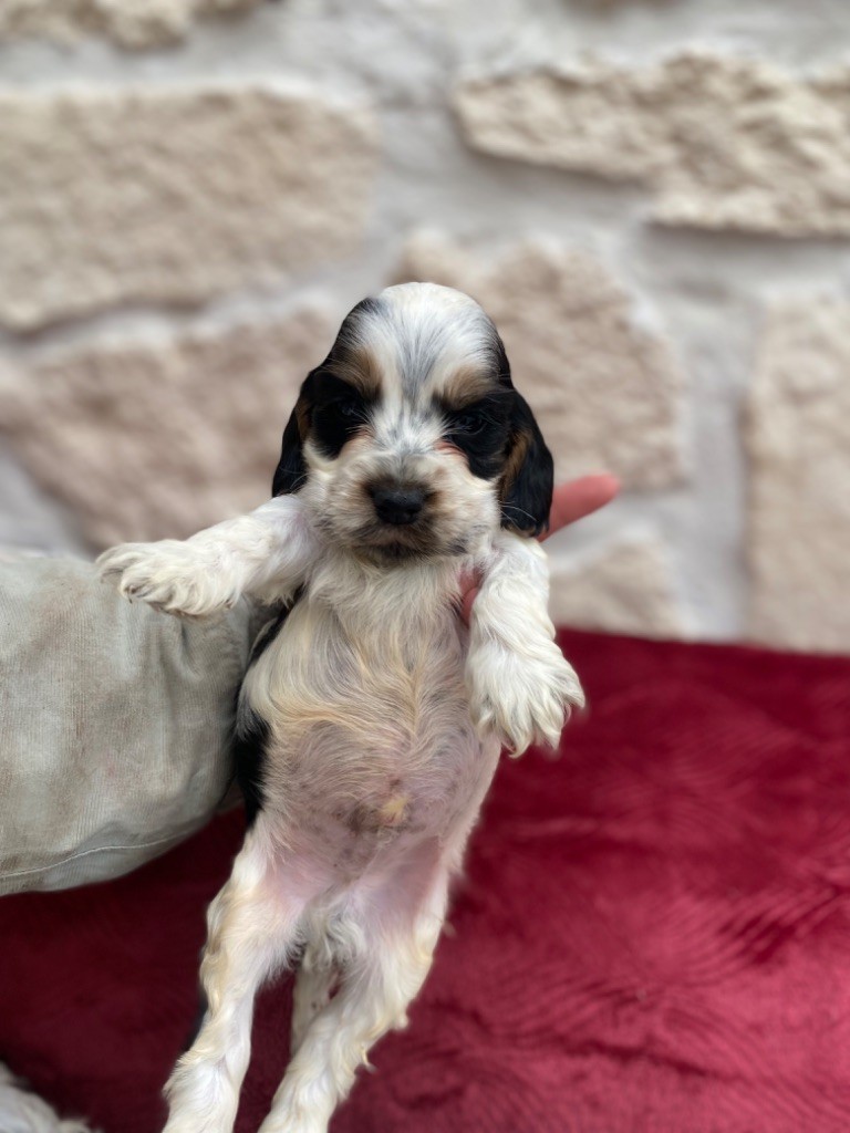 of Puppydogs Tails - Chiot disponible  - Cocker Spaniel Anglais