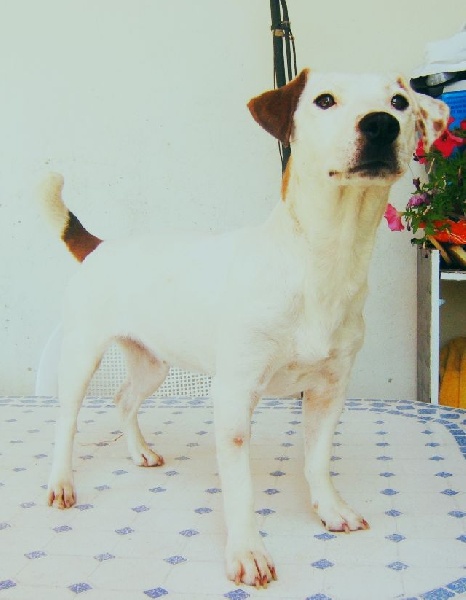 Abby of Puppydogs Tails