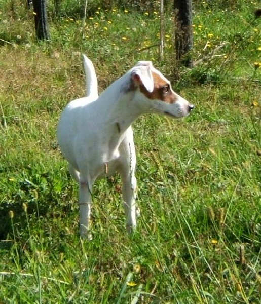 CH. U k of Puppydogs Tails