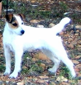 Foxwarren Lychette Bristol cream