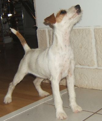 Celebrity brit of Puppydogs Tails