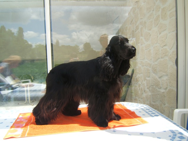 Clint Du chalet aux loups
