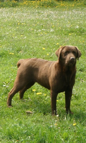 Campbell of Puppydogs Tails