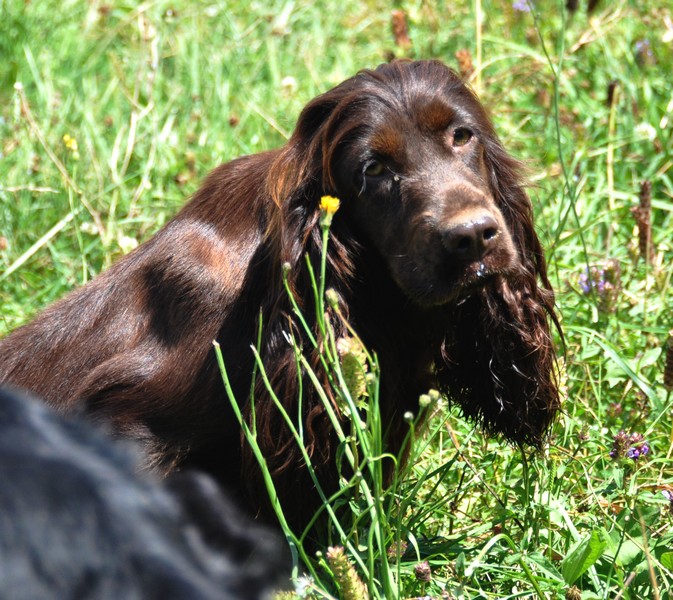 Eylou Du chalet aux loups