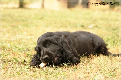 Chiot male  Cocker disponible