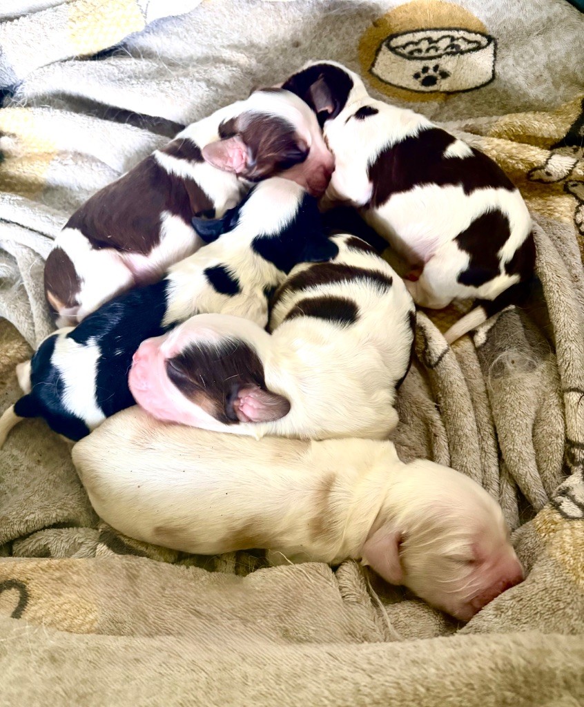Naissance Cocker Anglais 