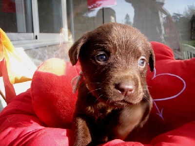 of Puppydogs Tails - Chiots Labradors Chocos et Noirs 