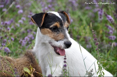 Meilleur Puppy Jack Russell a la Nationale d'Elevage 2010