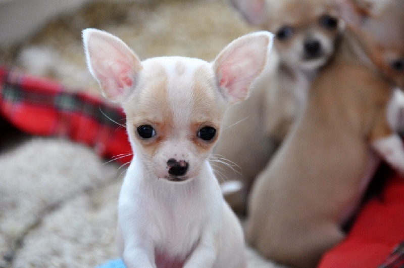 of Puppydogs Tails - Chiots disponibles - Chihuahua