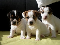CHIOT