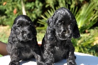 Fashion Of Puppydogs Tails