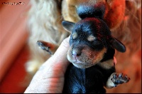 CHIOT